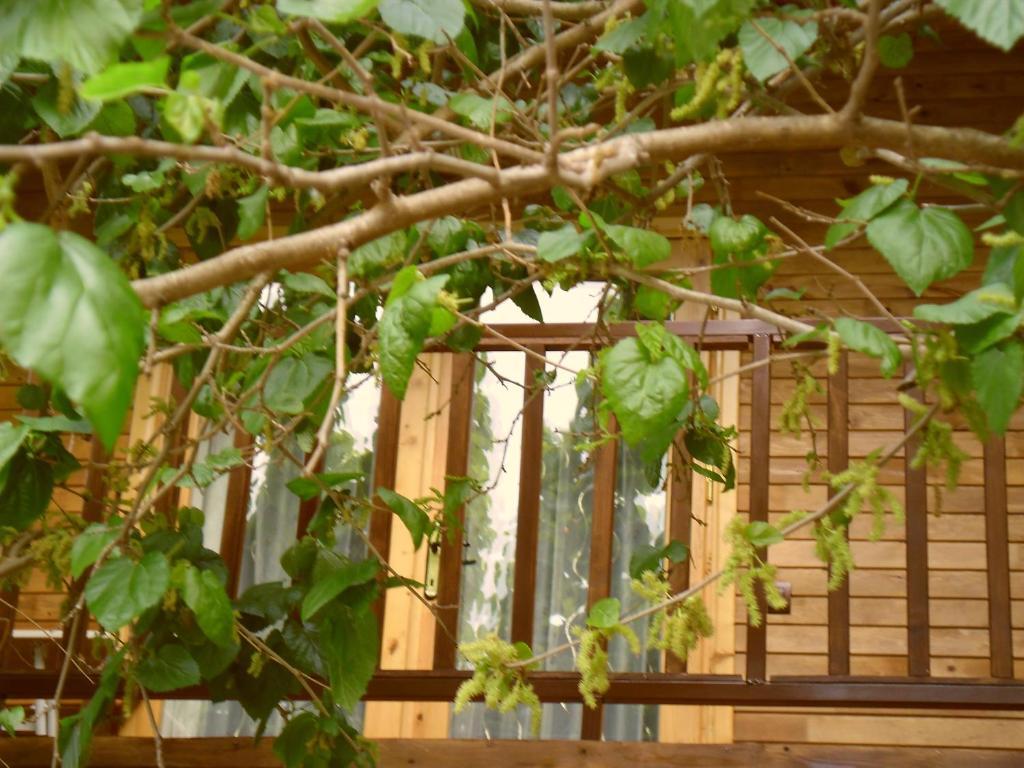 Hotel Cesur Pansiyon Çıralı Exterior foto